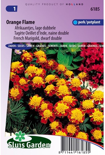 Afrikaan Orange Flame - Tagetes-2