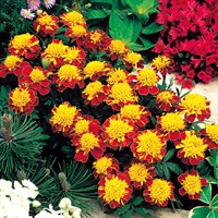 Afrikaan Orange Flame - Tagetes