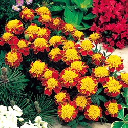 Afrikaan Orange Flame - Tagetes
