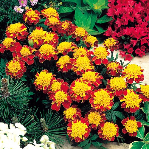 Afrikaan Orange Flame - Tagetes