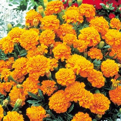 Afrikaantjes Tangerine - Tagetes