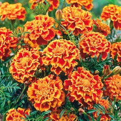 Afrikaan Bolero - Tagetes