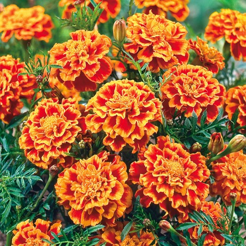 Afrikaan Bolero - Tagetes