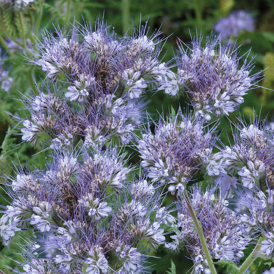 Drachtplant bijen-hommels, Bijenvoer (Phacelia) EKO Tuincentrum Koeman