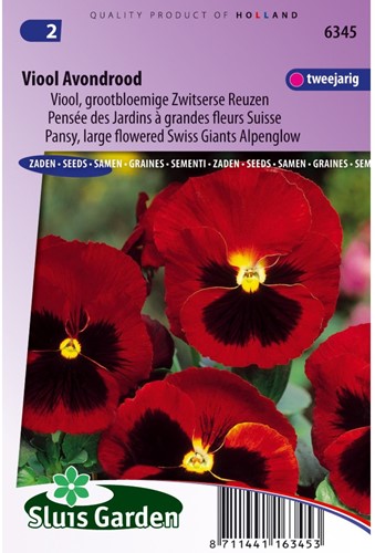 Viool Zwitserse Reuzen Avondrood-2