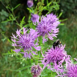 Grote centaurie - Centaurea scabiosa