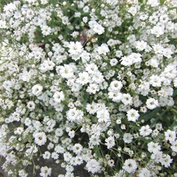 Gipskruid Covent Garden - Gypsophila
