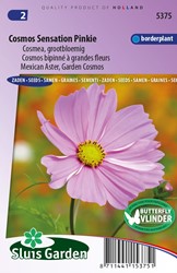 Cosmea Sensation Pinkie - Cosmos bipinnatus