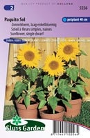 Zonnebloem Paquito Sol - Helianthus annuus