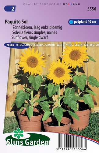 Zonnebloem Paquito Sol - Helianthus annuus