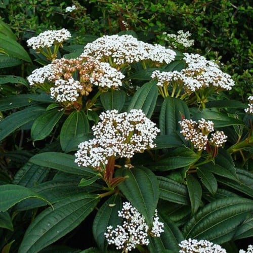 Sneeuwbal - Viburnum davidii
