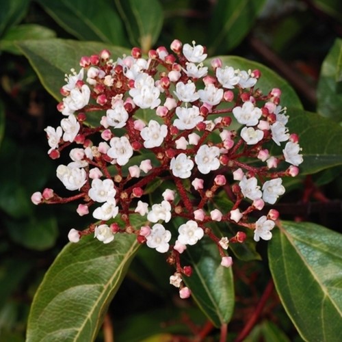 Sneeuwbal Gwenllian - Viburnum tinus
