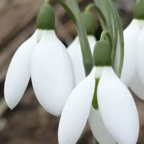Sneeuwklokjes Elwesii - Galanthus (Grootverpakking)