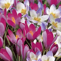 Krokus tommasinianus Blue Pearl & Roseus - Crocus-2