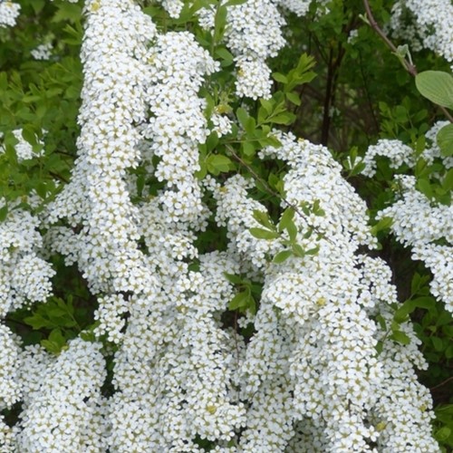 Spiraea Cinerea Grefsheim - Spierstruik