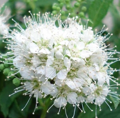 Spiraea Japonica Albiflora - Spierstruik
