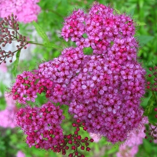Spiraea Japonica Anthony Waterer