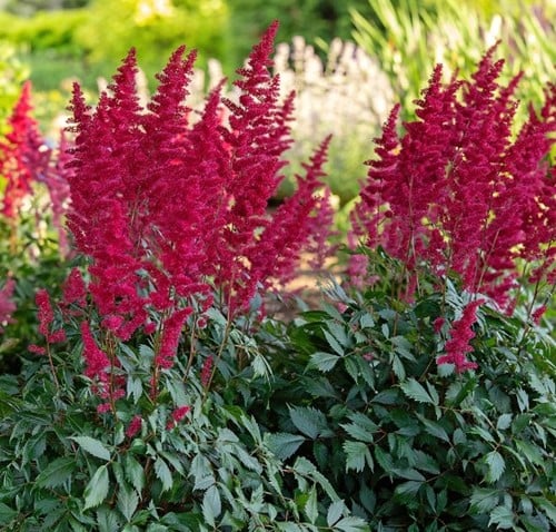 Spriraea Astilbe Fanal (Potplant) - Spierstruik