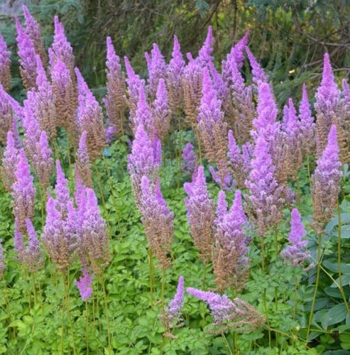 Spriraea Astilbe Pumila - Spierstuk (Potplant)