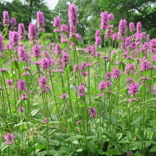 Stachys monieri Hummelo - Ezelsoor