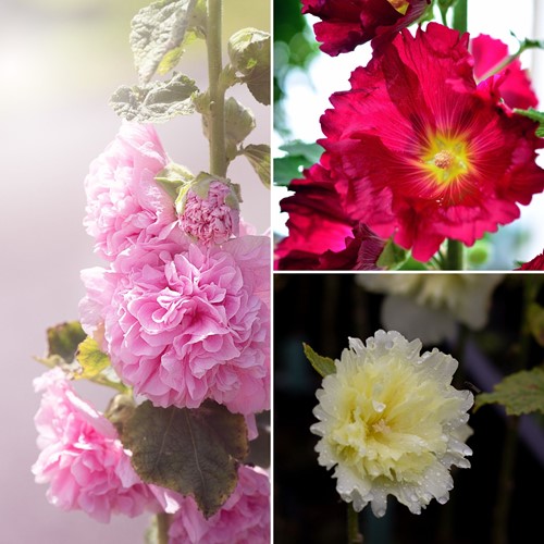 Stokroos Mix - Alcea Rosea (Sixpack)