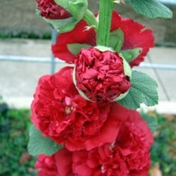 Stokroos Rood - Alcea rosea