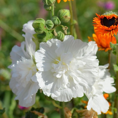 Alcea rosea Wit - Stokroos