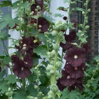 Stokroos Zwart - Alcea rosea