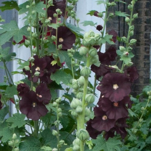 Stokroos Zwart - Alcea Rosea