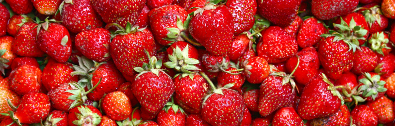 Aardbeien kweken – Zo zaai, plant en verzorg je aardbeienplanten