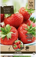 Aardbei Maxim - Fragaria-3