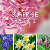 Bloembollen Surprise pack 2