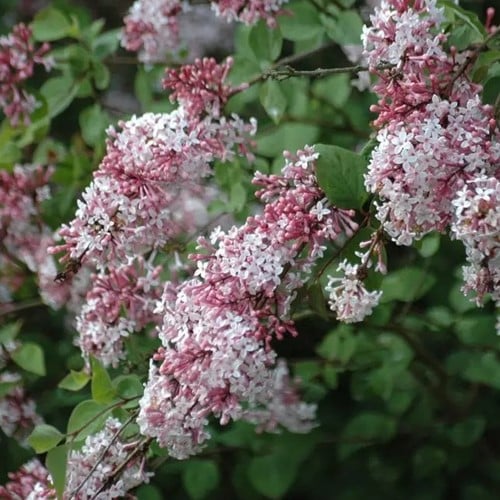 Syringa Microphylla Superba - Dwergsering