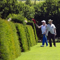 Taxus media Groenland - Venijnboom