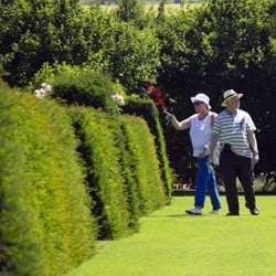 Taxus Media Groenland - Venijnboom (Sixpack)
