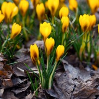Crocus angustifolius - Goudlakense Krokus-2