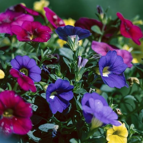 Suzanne-met-de-mooie-ogen Mix – Thunbergia alata