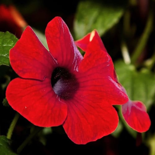 Suzanne-met-de-mooie-ogen Rood – Thunbergia alata
