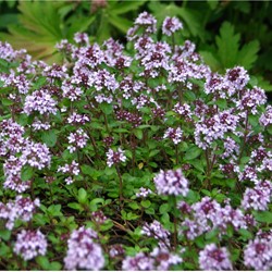 Wilde tijm - Thymus serpyllum (Sixpack)