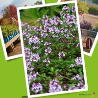 Wilde tijm - Thymus serpyllum-3
