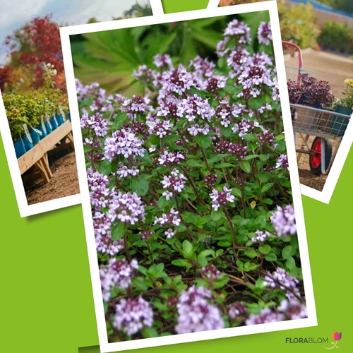 Wilde tijm - Thymus serpyllum-3