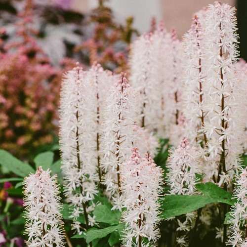 Schuimbloem, Schuimkaars - Tiarella cordifolia