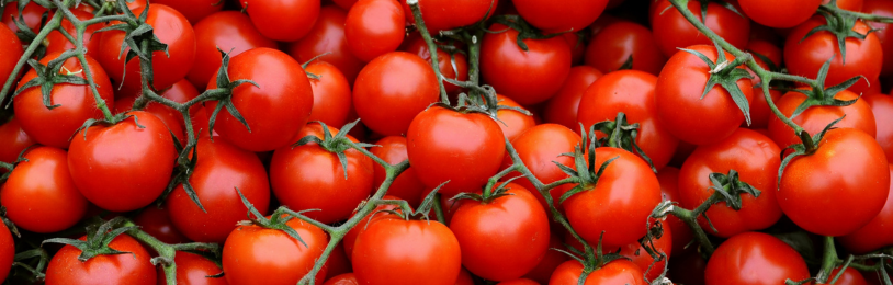 Tomaten kweken