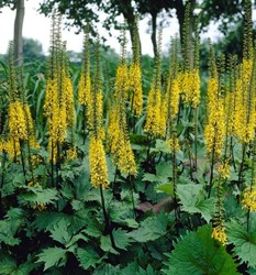 Tongkruiskruid - Ligularia przewalskii