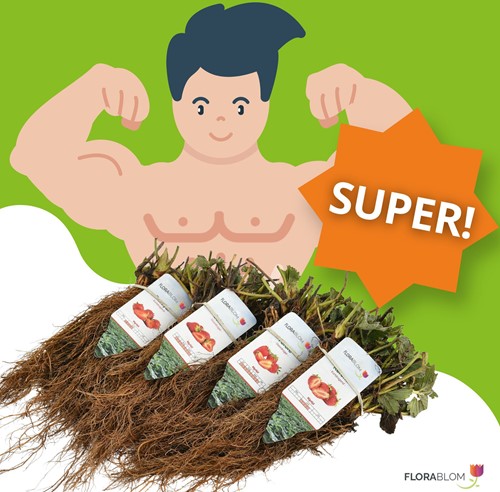 20x Aardbeien planten Senga Sengana – Fragaria-2