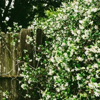 Toscaanse Jasmijn - Trachelospermum jasminoides (Sixpack)