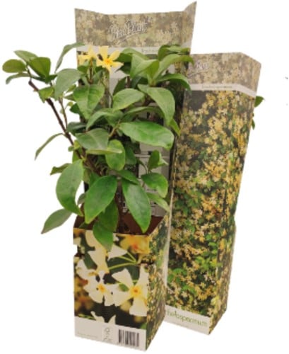 Toscaanse Jasmijn - Trachelospermum jasminoides (Sixpack)-2