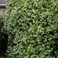 Toscaanse jasmijn - Trachelospermum Jasminoides (Driepack)