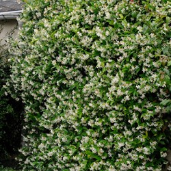 Toscaanse jasmijn - Trachelospermum Jasminoides (Driepack)
