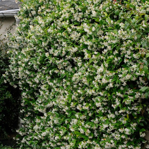 Toscaanse jasmijn - Trachelospermum Jasminoides (Driepack)